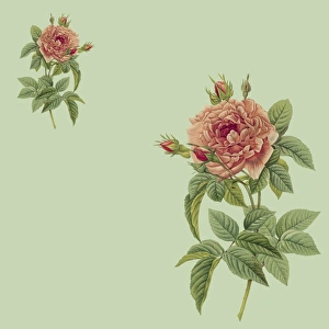 <b class=qtipBold><figcaption>Two Pink Roses</figcaption></b><br>Two Pink Roses.<br><em>© Mary Evans Picture Library</em> Two Pink Roses