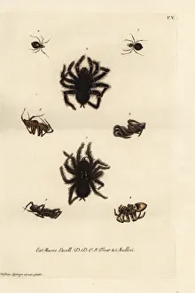 Pinktoe tarantula, tarantula wolf spiders Pinktoe tarantula, tarantula wolf spiders
