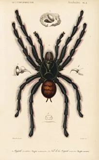 Pinktoe tarantula and trapdoor spider nest Pinktoe tarantula and trapdoor spider nest