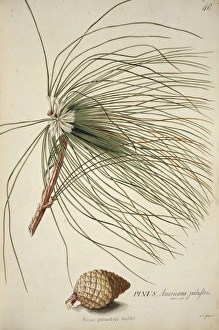 Pinus palustris Miller, long-leaf pine Pinus palustris Miller, long-leaf pine