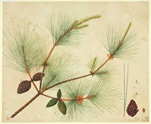 Coniferae Gallery: Pinus wallichiana, pine tree