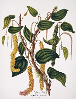 <b class=qtipBold><figcaption>Piper nigrum, pepper vine</figcaption></b><br>Plate 24 by Margaret Bushby Lascelles Cockburn (1829-1928). Held at the Natural History Museum, London. Date:<br><em>© Mary Evans / Natural History Museum</em> Piper nigrum, pepper vine