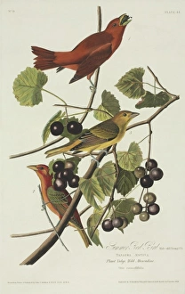 Piranga rubra, summer tanager Piranga rubra, summer tanager