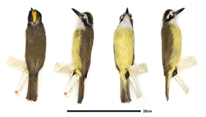 Pitangus sulphuratus, great kiskadee Pitangus sulphuratus, great kiskadee
