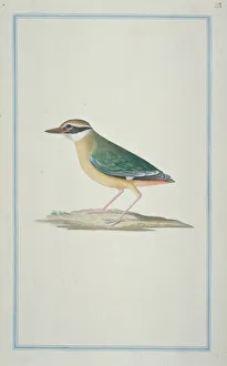 Pitta brachyura, Indian pitta Pitta brachyura, Indian pitta