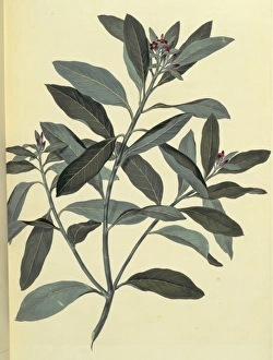 Pittosporum ralphii, Ralphs desertwillow Pittosporum ralphii, Ralphs desertwillow