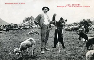 Placing a bear in charge of the flock of sheep! Ax-les-Thermes - a commune in the Placing a bear in charge of the flock of sheep! Ax-les-Thermes - a commune in the