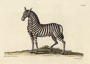 Plains zebra, Equus quagga