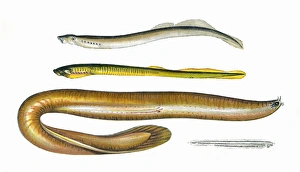 Planers and Mud Lamprey, Borer and Lancelet Planers and Mud Lamprey, Borer and Lancelet
