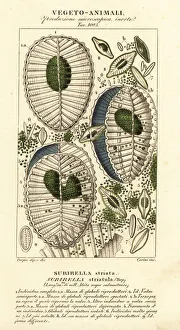 Plankton, Surirella striatula Plankton, Surirella striatula
