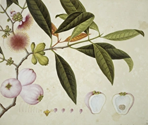 <b class=qtipBold><figcaption>Plant Illustration</figcaption></b><br>Plate 470 from the John Reeves Collection of Botanical Drawings from Canton, China. Held in the Botany Library at the Natural History Museum, London. Date:<br><em>© Mary Evans / Natural History Museum</em> Plant Illustration