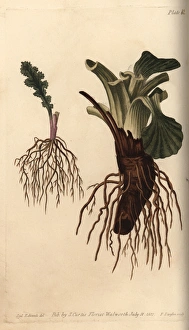 Plant roots: fibrous root of groundsel Senecio Plant roots: fibrous root of groundsel Senecio