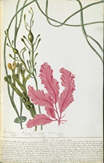 Protista Gallery: Plant watercolours by Elizabeth Twining