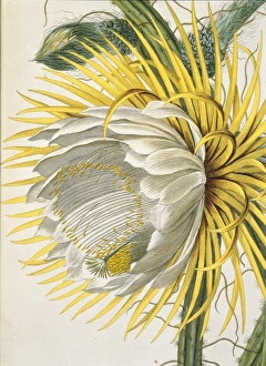 Plantae selectae cereus, night blooming cactus Plantae selectae cereus, night blooming cactus