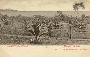 A Plantation on Lake Caijo - Congo, Africa