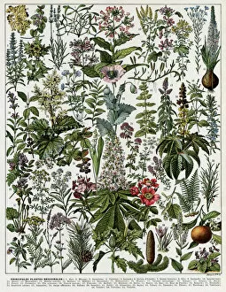 Nov16 Gallery: Plantes Medicinales - Medicinal plants