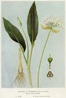 Allium Gallery: Plants / Allium Ursinum