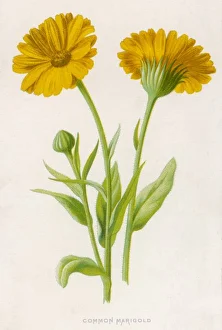 <b class=qtipBold><figcaption>Plants/Common Marigold</figcaption></b><br>Common marigold<br><em>© Mary Evans Picture Library</em> Plants/Common Marigold