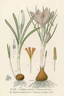 Crocus Print featuring Sativus and Vernus Varieties