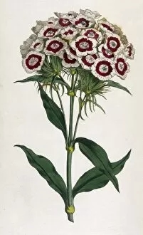 Sweet Gallery: Plants / Dianthus Barbatus