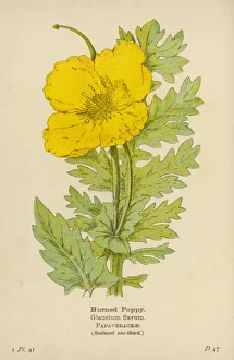 <b class=qtipBold><figcaption>Plants/Glaucium Flavum</figcaption></b><br>HORNED POPPY<br><em>© Mary Evans Picture Library</em> Plants/Glaucium Flavum