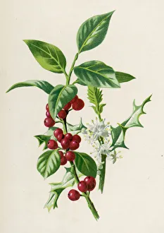 <b class=qtipBold><figcaption>Plants/Ilex Aquifolium</figcaption></b><br>HOLLY<br><em>© Mary Evans Picture Library</em> Plants/Ilex Aquifolium