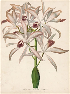 <b class=qtipBold><figcaption>Plants/Laelia Elegans</figcaption></b><br>var WOLSTENHOLMIAE an ORCHID species<br><em>© Mary Evans Picture Library</em> Plants/Laelia Elegans