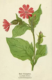 Campion Gallery: PLANTS / LYCHNIS DIOICA