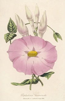 <b class=qtipBold><figcaption>Plants/Mandevilla</figcaption></b><br>Mandevilla Crassinoda or Dipladenia C.<br><em>© Mary Evans Picture Library</em> Plants/Mandevilla