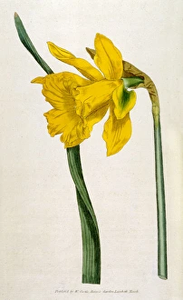 <b class=qtipBold><figcaption>Plants/Narcissus Major</figcaption></b><br>GREAT DAFFODIL<br><em>© Mary Evans Picture Library</em> Plants/Narcissus Major