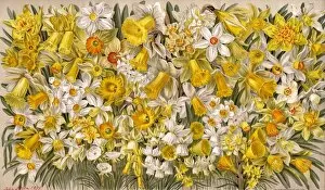 Images Dated 14th March 2011: Plants / Narcissus Species
