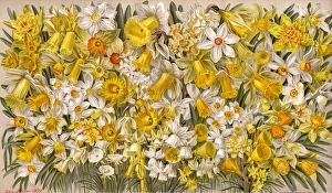 Images Dated 14th March 2011: Plants / Narcissus Species