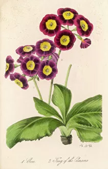 Pla Nts Gallery: Plants / Primula Auricula