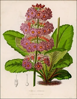 <b class=qtipBold><figcaption>Plants/Primula Japonica</figcaption></b><br>JAPANESE PRIMROSE<br><em>© Mary Evans Picture Library</em> Plants/Primula Japonica