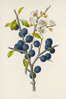 <b class=qtipBold><figcaption>Plants/Prunus Communis</figcaption></b><br>BLACKTHORN<br><em>© Mary Evans Picture Library</em> Plants/Prunus Communis