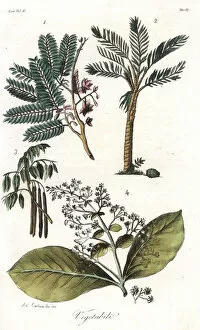Plants of Sri Lanka: tamarind 1, sago palm