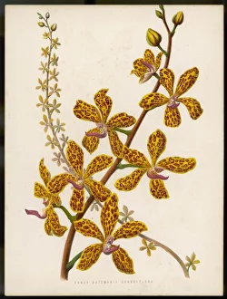 <b class=qtipBold><figcaption>Plants/Vanda Batemanii</figcaption></b><br>var GRANDIFLORA an ORCHID species<br><em>© Mary Evans Picture Library</em> Plants/Vanda Batemanii