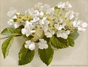 <b class=qtipBold><figcaption>Plants/Viburnum Plicatum</figcaption></b><br>var. tomentosum JAPANESE SNOWBALL BUSH<br><em>© Mary Evans Picture Library</em> Plants/Viburnum Plicatum