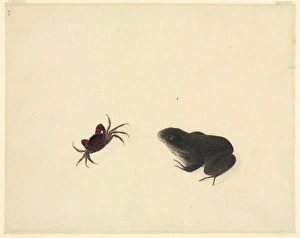 Plate 105 from the John Reeves Collection (Zoology) Plate 105 from the John Reeves Collection (Zoology)