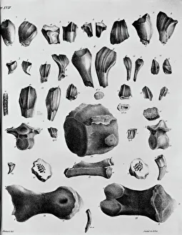 Plate 17. Mantells Geology of Sussex Plate 17. Mantells Geology of Sussex