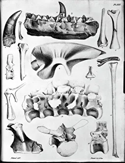 Plate 19. Mantells Geology of Sussex Plate 19. Mantells Geology of Sussex