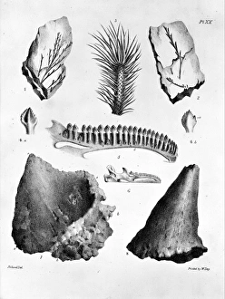 Plate 20. Mantells Geology of Sussex Plate 20. Mantells Geology of Sussex