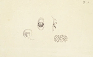 Plate 30a from Zoological drawings by Ferdinand Bauer Plate 30a from Zoological drawings by Ferdinand Bauer