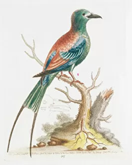 Plate 327 from The Gleanings of Natural History by George Ed