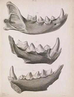 Plate 4 in Reliquiae Diluvianae (1823) Plate 4 in Reliquiae Diluvianae (1823)
