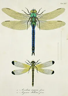 Plate 45 from Libellulinae Europaeae by de Charpentier Plate 45 from Libellulinae Europaeae by de Charpentier