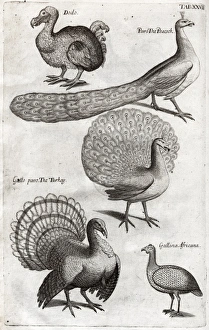Plate depicting various birds including the Dodo, Turkey and Plate depicting various birds including the Dodo, Turkey and