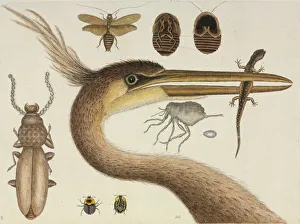 Plate from The Natural History of Carolina by Mark Catesby Plate from The Natural History of Carolina by Mark Catesby