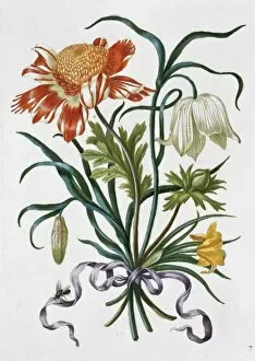 Plate from New Book of Flowers (1680)