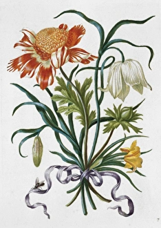 Plate from New Book of Flowers (1680) Plate from New Book of Flowers (1680)